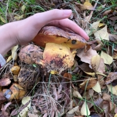 zz bolete at O'Connor, ACT - 1 May 2024 08:19 AM