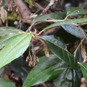 Olearia argophylla at Glenbog State Forest - 25 Apr 2024