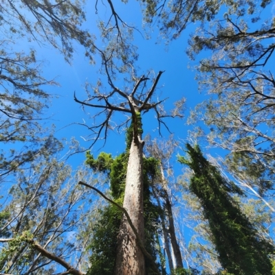 Eucalyptus botryoides (Bangalay, Southern Mahogany) at Kianga, NSW - 1 May 2024 by Steve818