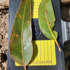 Eucalyptus botryoides at Bodalla State Forest - 1 May 2024