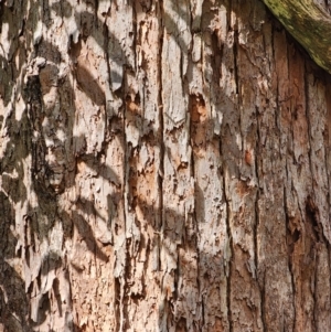 Eucalyptus botryoides at Bodalla State Forest - 1 May 2024