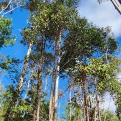 Eucalyptus globoidea at Bodalla State Forest - 1 May 2024