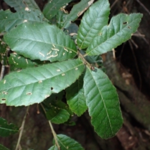 Elaeocarpus holopetalus (Black Olive Berry) at Bemboka, NSW by plants