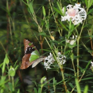 Graphium macleayanum at ANBG - 1 May 2024