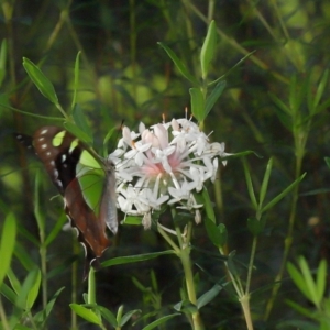 Graphium macleayanum at ANBG - 1 May 2024