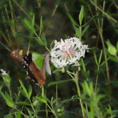 Graphium macleayanum at ANBG - 1 May 2024