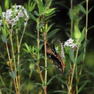 Graphium macleayanum at ANBG - 1 May 2024