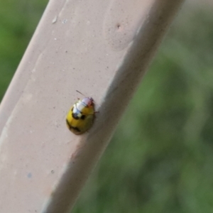 Peltoschema hamadryas (Hamadryas leaf beetle) at Lyons, ACT by ran452