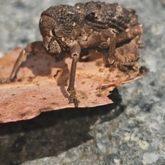 Aterpodes sp. (genus) (Weevil) at Kambah, ACT - 28 Feb 2024 by Jennal