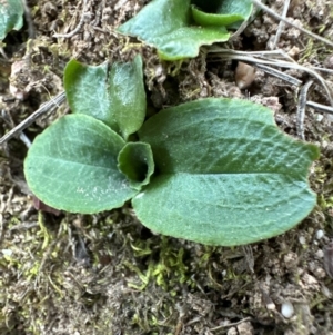 Pterostylis nutans at Aranda, ACT - suppressed