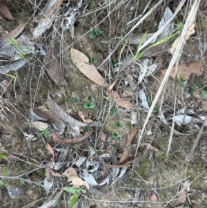 Pterostylis nutans at Aranda Bushland - 1 May 2024