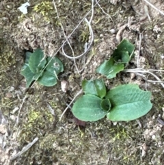 Pterostylis nutans at Aranda, ACT - suppressed