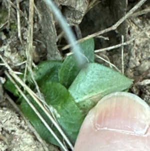 Pterostylis nutans at Aranda, ACT - 1 May 2024