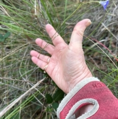 Wahlenbergia stricta subsp. stricta (Tall Bluebell) at Aranda, ACT - 1 May 2024 by lbradley