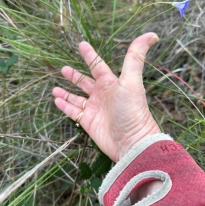 Wahlenbergia stricta subsp. stricta at Aranda, ACT - 1 May 2024 04:13 PM