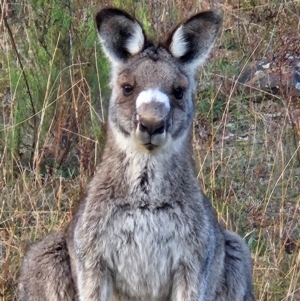 Macropus giganteus (Eastern Grey Kangaroo) at Denman Prospect, ACT by AaronClausen