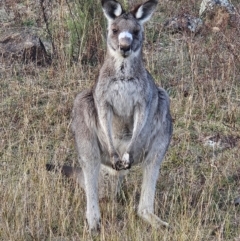 Macropus giganteus at Denman Prospect, ACT - 1 May 2024