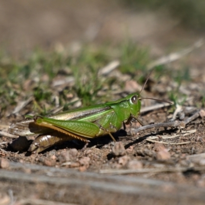 Unidentified Grasshopper (several families) at Fyshwick, ACT - 1 May 2024 by davidcunninghamwildlife