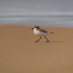 Anarhynchus ruficapillus (Red-capped Plover) at Bournda National Park - 28 Apr 2024 by trevsci