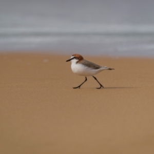 Anarhynchus ruficapillus (Red-capped Plover) at Bournda National Park by trevsci