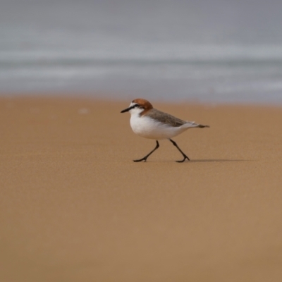 Anarhynchus ruficapillus (Red-capped Plover) at Bournda Environment Education Centre - 28 Apr 2024 by trevsci