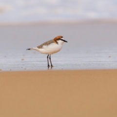 Anarhynchus ruficapillus at Bournda National Park - 28 Apr 2024