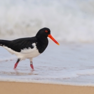 Haematopus longirostris at Bournda National Park - 28 Apr 2024