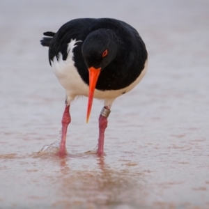 Haematopus longirostris at Bournda National Park - 28 Apr 2024