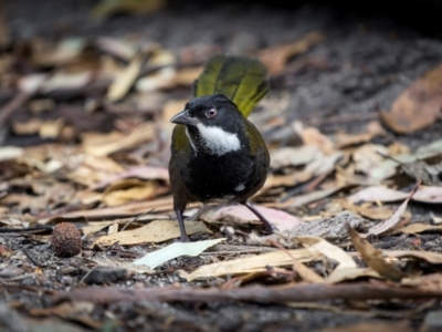 Psophodes olivaceus (Eastern Whipbird) at Bournda Environment Education Centre - 28 Apr 2024 by trevsci