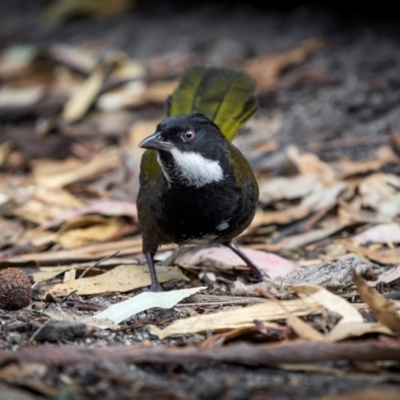 Psophodes olivaceus (Eastern Whipbird) at Bournda National Park - 28 Apr 2024 by trevsci