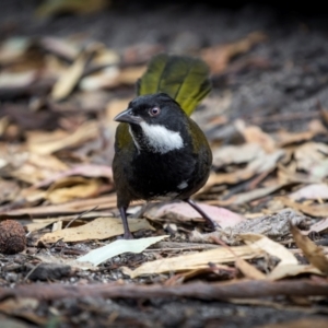 Psophodes olivaceus (Eastern Whipbird) at Bournda Environment Education Centre by trevsci