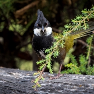 Psophodes olivaceus at Bournda Environment Education Centre - 28 Apr 2024