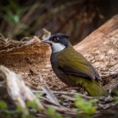 Psophodes olivaceus at Bournda Environment Education Centre - 28 Apr 2024