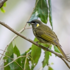 Meliphaga lewinii (Lewin's Honeyeater) at Bournda, NSW - 28 Apr 2024 by trevsci