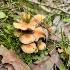 Hypholoma fasciculare (Hypholoma fasciculare) at Harolds Cross, NSW - 1 May 2024 by Csteele4