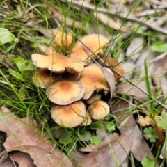 Unidentified Cap on a stem; gills below cap [mushrooms or mushroom-like] at Harolds Cross, NSW - 1 May 2024 by Csteele4
