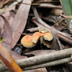 Hypholoma fasciculare at QPRC LGA - 1 May 2024