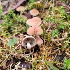 Hypholoma fasciculare at QPRC LGA - 1 May 2024