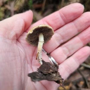 Hypholoma fasciculare at QPRC LGA - 1 May 2024