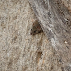 Antechinus agilis (Agile Antechinus) at Bournda, NSW - 28 Apr 2024 by trevsci