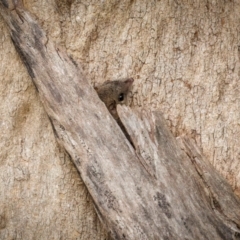 Antechinus agilis at Bournda National Park - 28 Apr 2024 04:17 PM