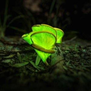 Omphalotus nidiformis at Bournda National Park - 28 Apr 2024