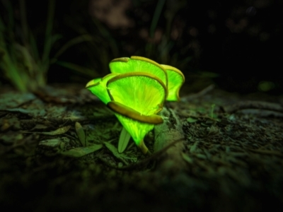 Omphalotus nidiformis (Ghost Fungus) at Bournda National Park - 28 Apr 2024 by trevsci