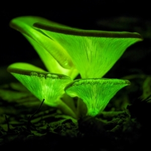 Omphalotus nidiformis at Bournda National Park - 28 Apr 2024