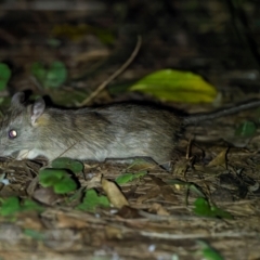 Mus musculus (House Mouse) at Bournda, NSW - 28 Apr 2024 by trevsci