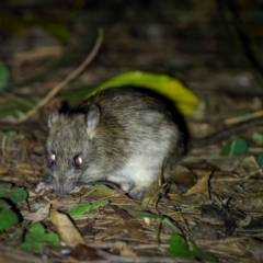 Mus musculus at Bournda National Park - 28 Apr 2024 09:23 PM