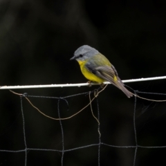 Eopsaltria australis (Eastern Yellow Robin) at Bournda, NSW - 28 Apr 2024 by trevsci