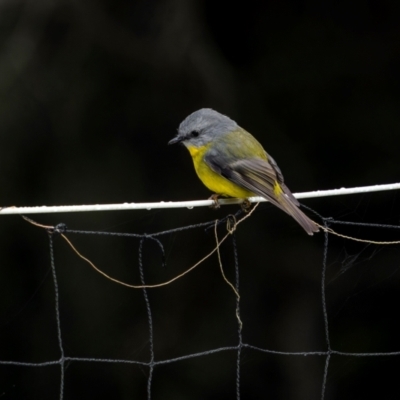 Eopsaltria australis (Eastern Yellow Robin) at Bournda National Park - 28 Apr 2024 by trevsci