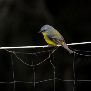 Eopsaltria australis (Eastern Yellow Robin) at Bournda National Park by trevsci
