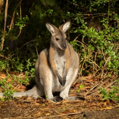 Notamacropus rufogriseus (Red-necked Wallaby) at Bournda, NSW - 28 Apr 2024 by trevsci